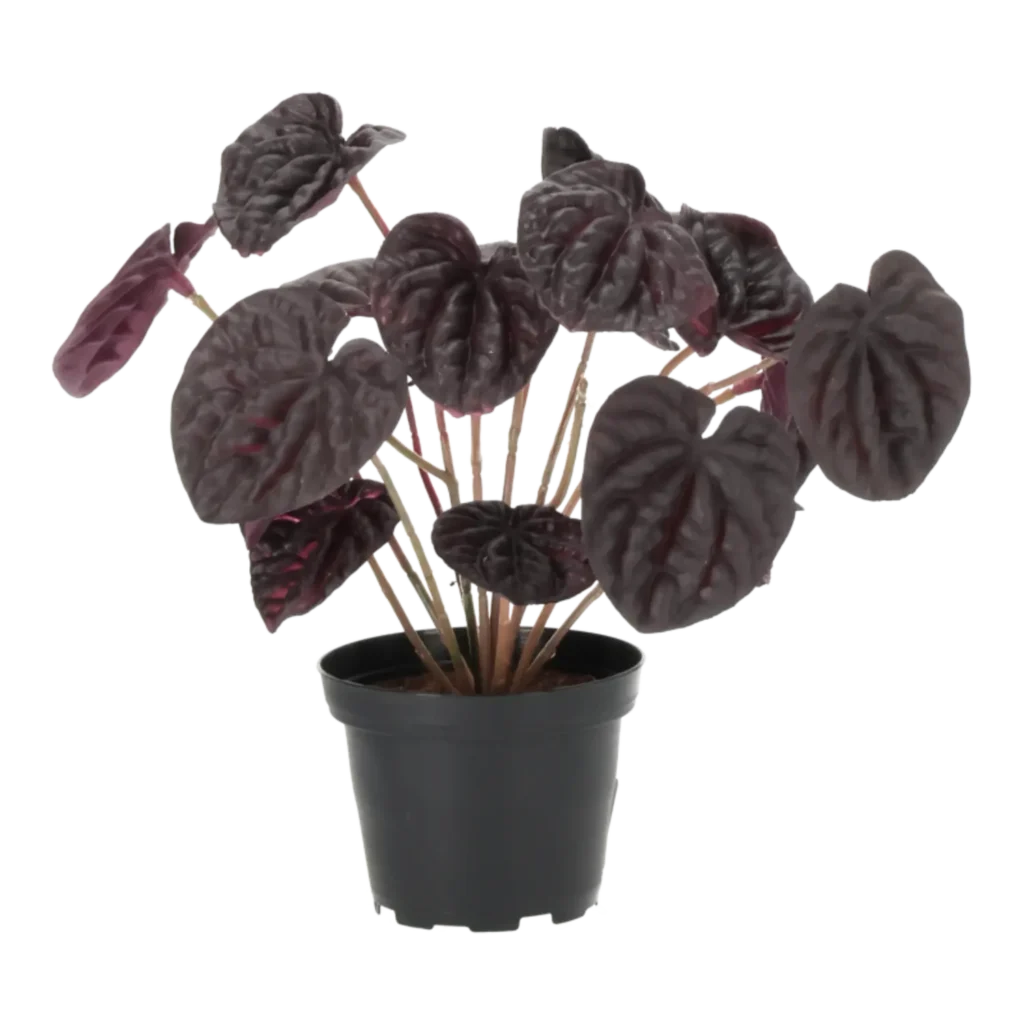 Kunstig Peperomia H: 20 cm.