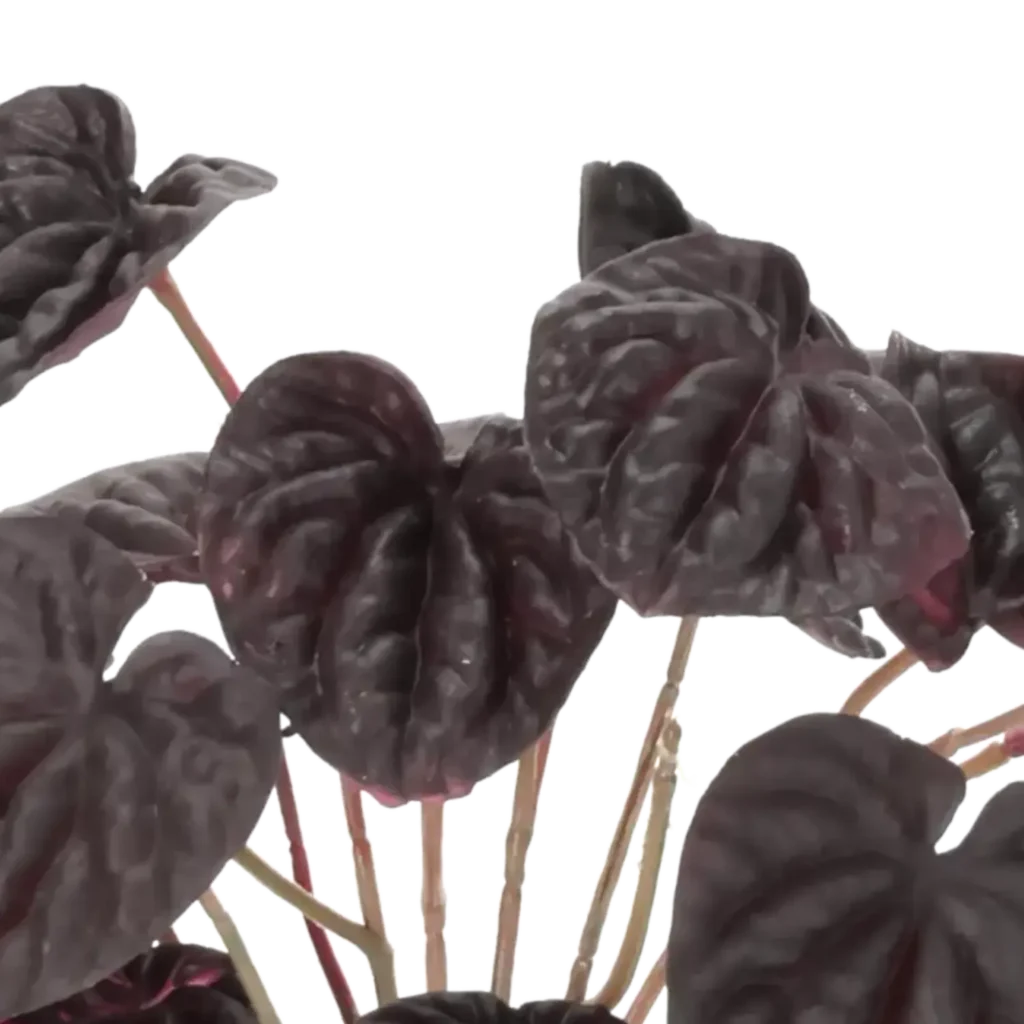 Closeup af Kunstig Peperomia H: 20 cm.