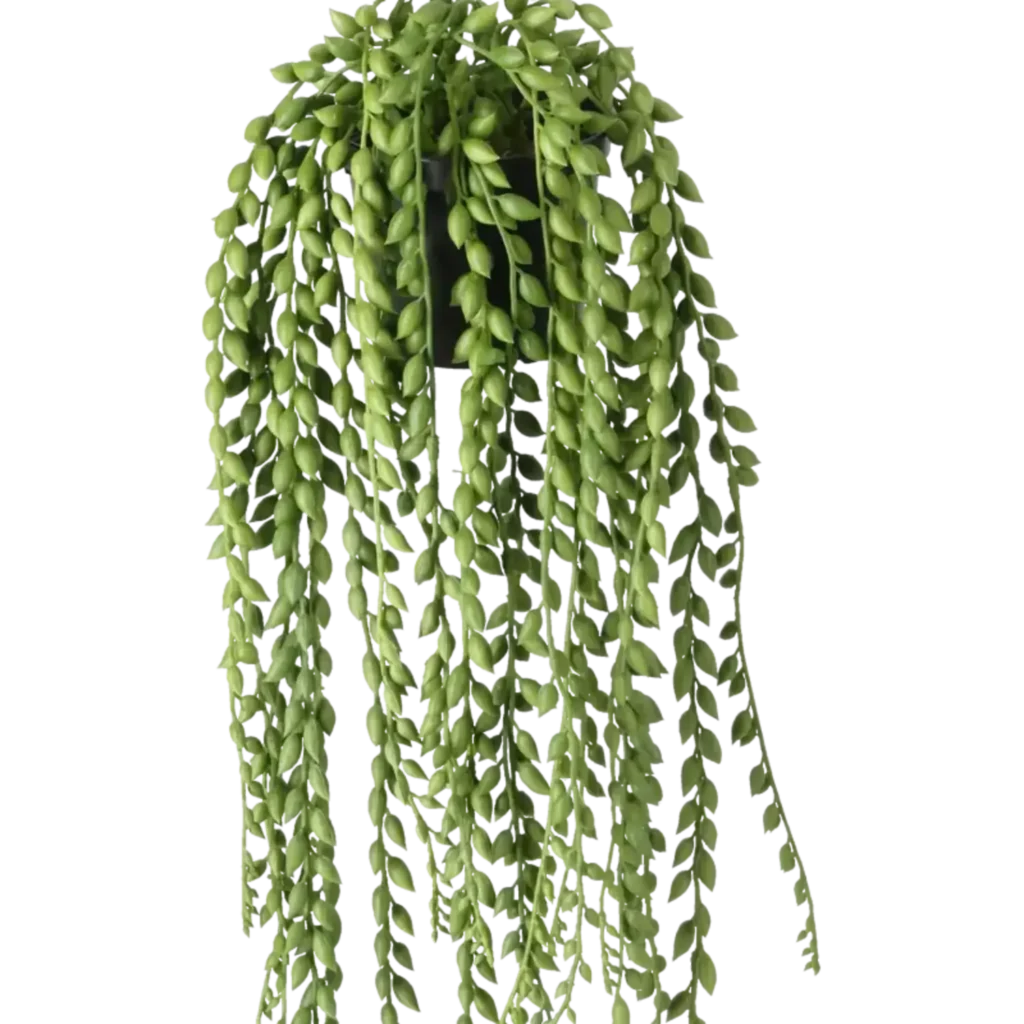 Closeup af Kunstig Senecio hængeplante L: 90 cm.