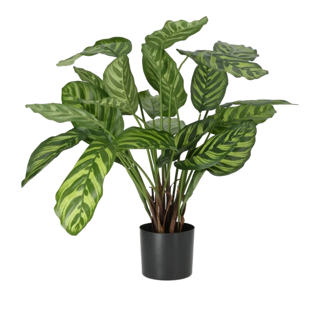 Kunstig calathea - H: 56 cm.