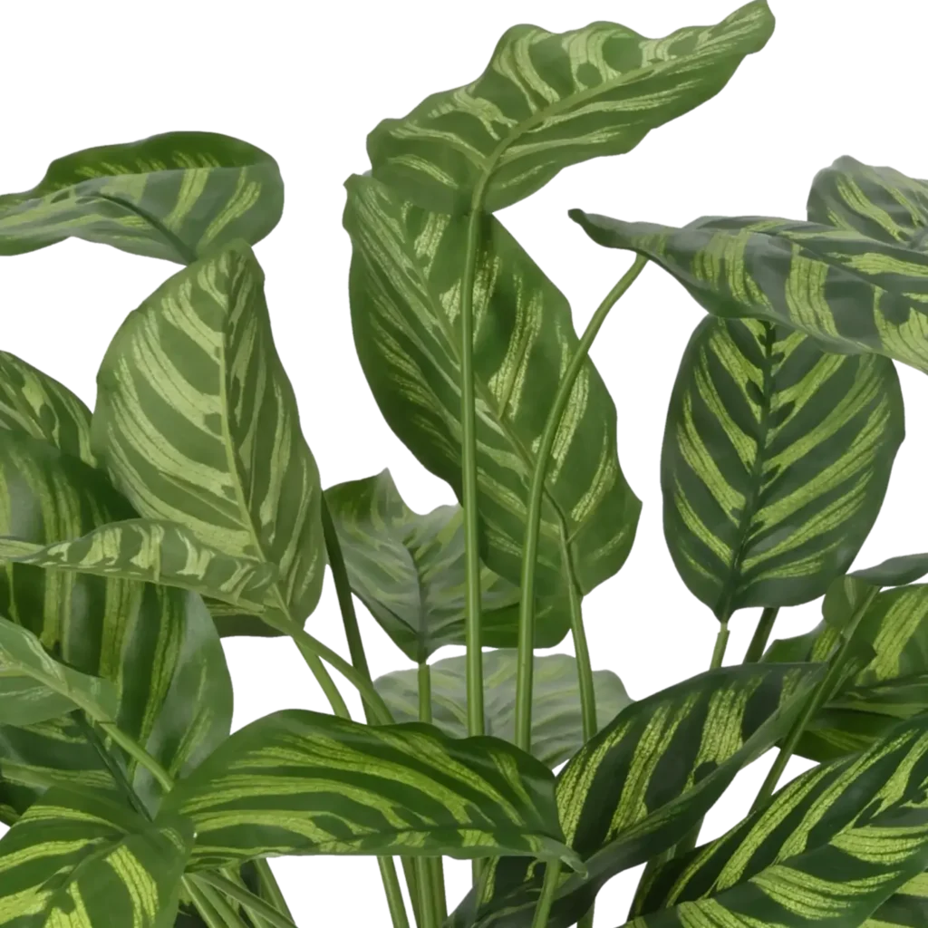 Closeup af Kunstig Calathea H: 56 cm.