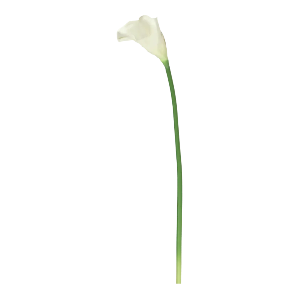 Kunstig Calla stilk cream L: 60 cm.