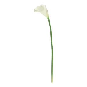 Kunstig Calla stilk cream L: 60 cm.