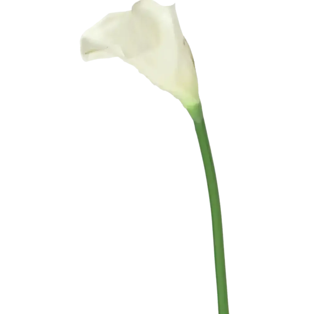Closeup af Kunstig Calla stilk cream L: 60 cm.
