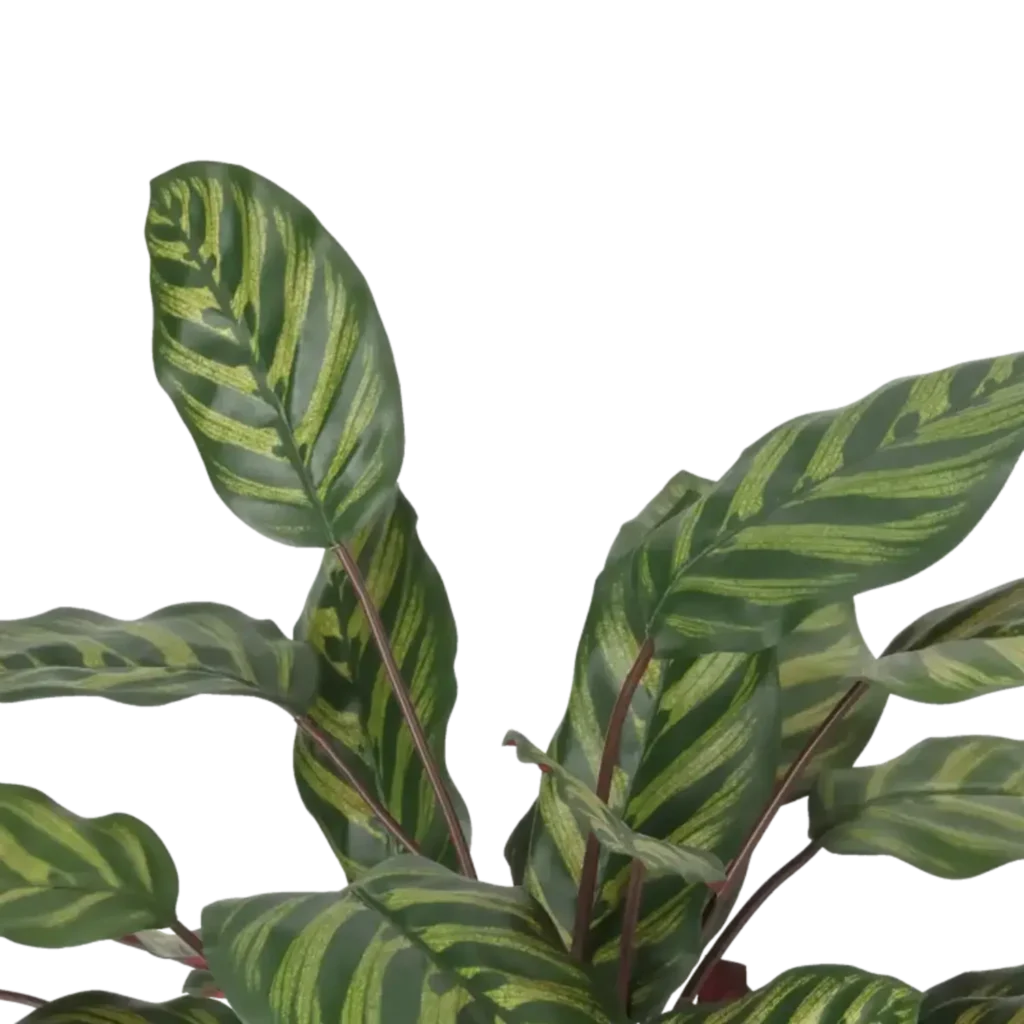 Closeup af Kunstig Calathea FR H: 58 cm.