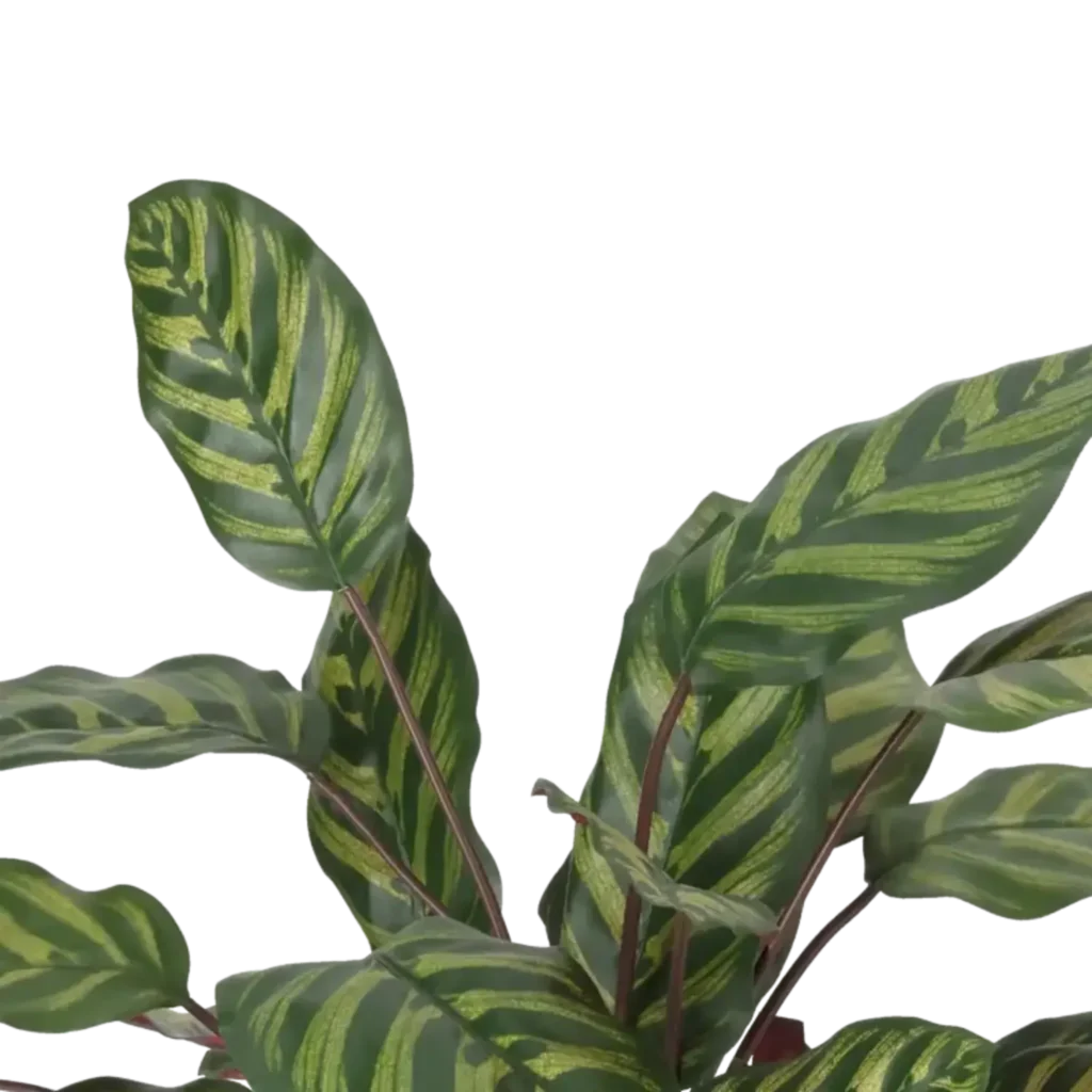 Closeup af Kunstig Calathea FR H: 58 cm.