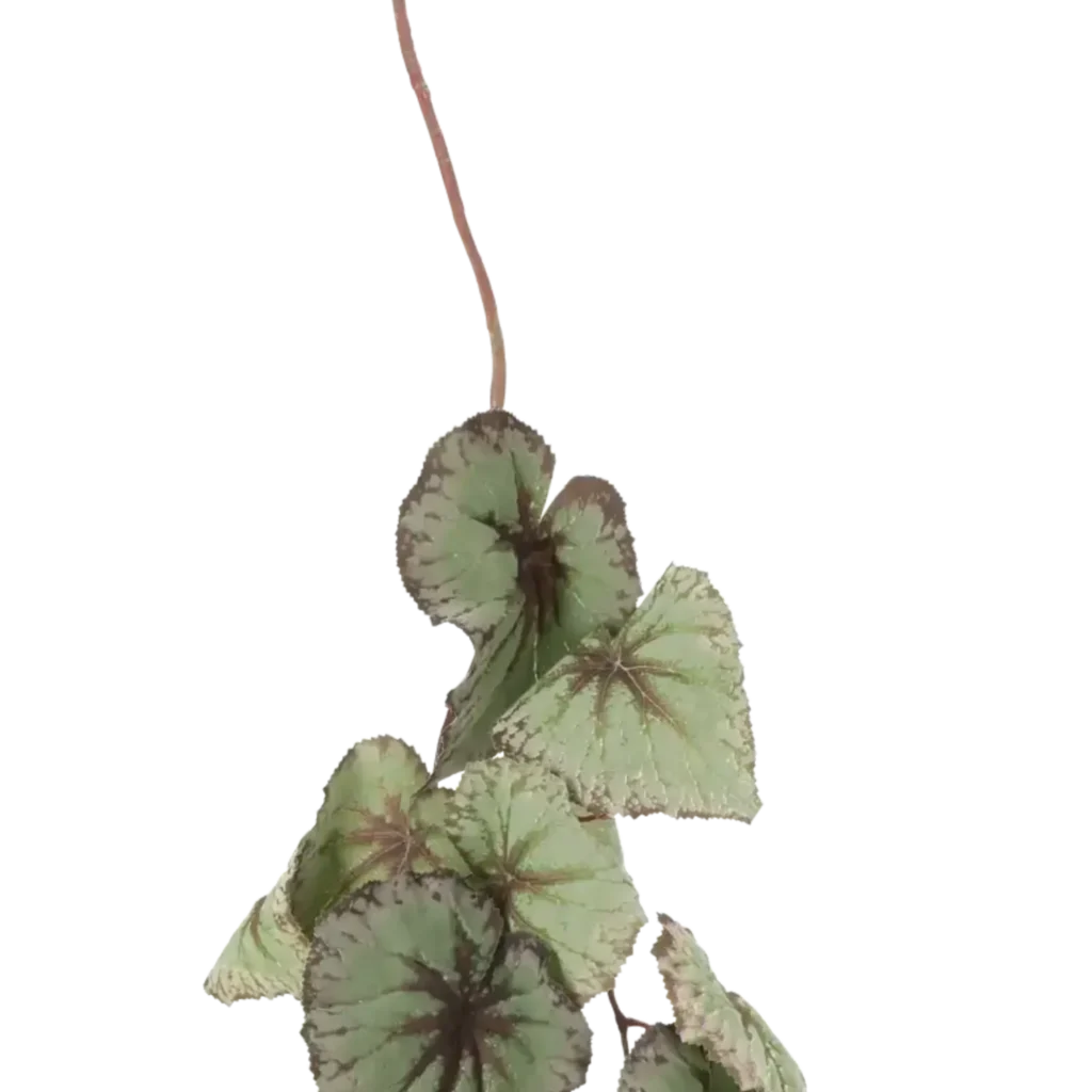 Closeup af Kunstig Begonia L: 110 cm.