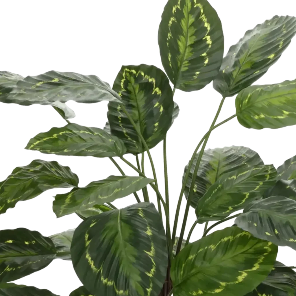 Closeup af Kunstig Calathea - H: 95 cm.