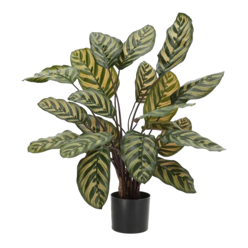 Kunstig Calathea Makaoyana - H: 60 cm.