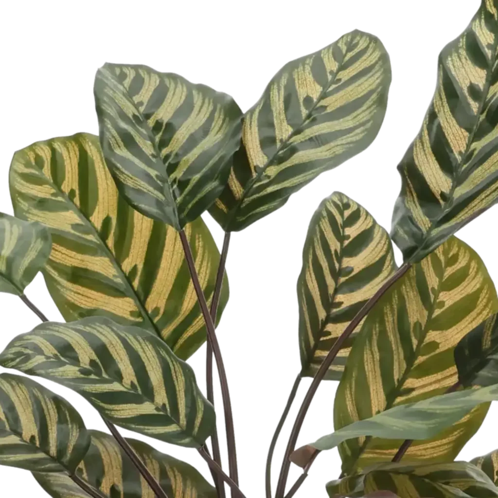 Closeup af Kunstig Calathea Makaoyana - H: 60 cm.