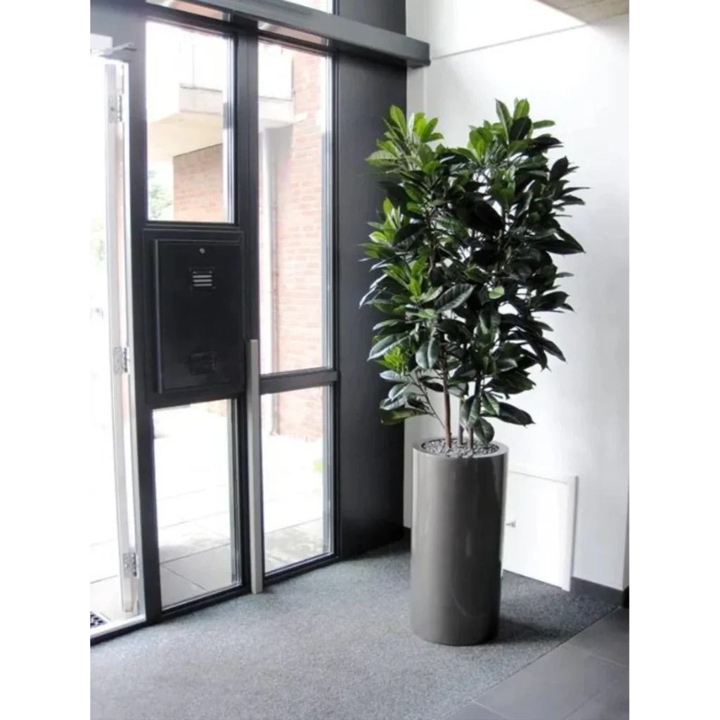 Kunstig Ficus Cyathistipula H:160 cm.