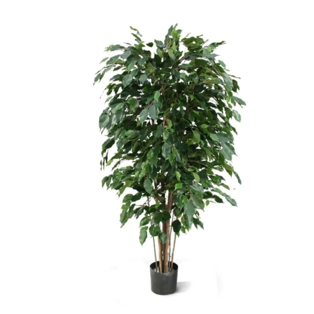 Kunstig Ficus Benjamina H: 150 cm.