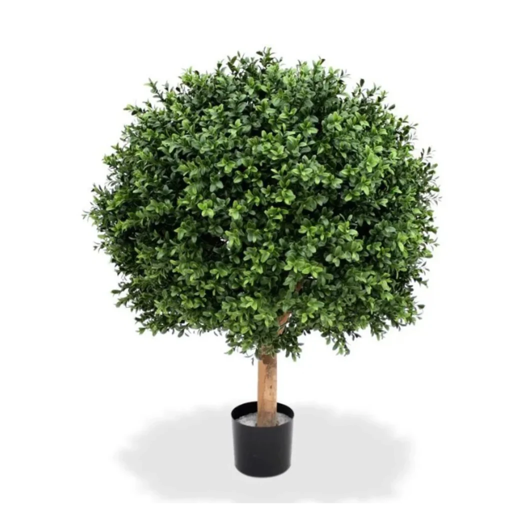 Boxwood Kugle Ø: 60 cm H: 80 cm.