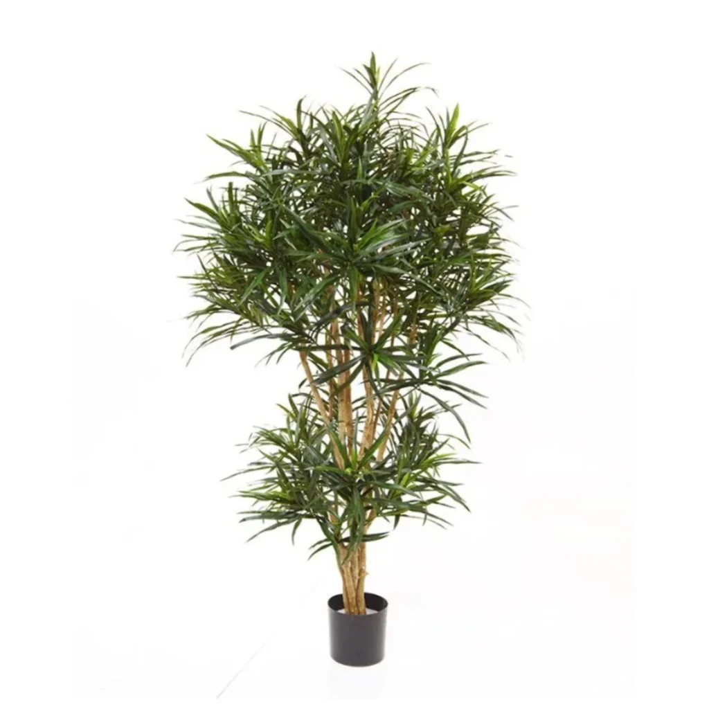 Kunstig Dracaena Reflexa H: 160 cm.