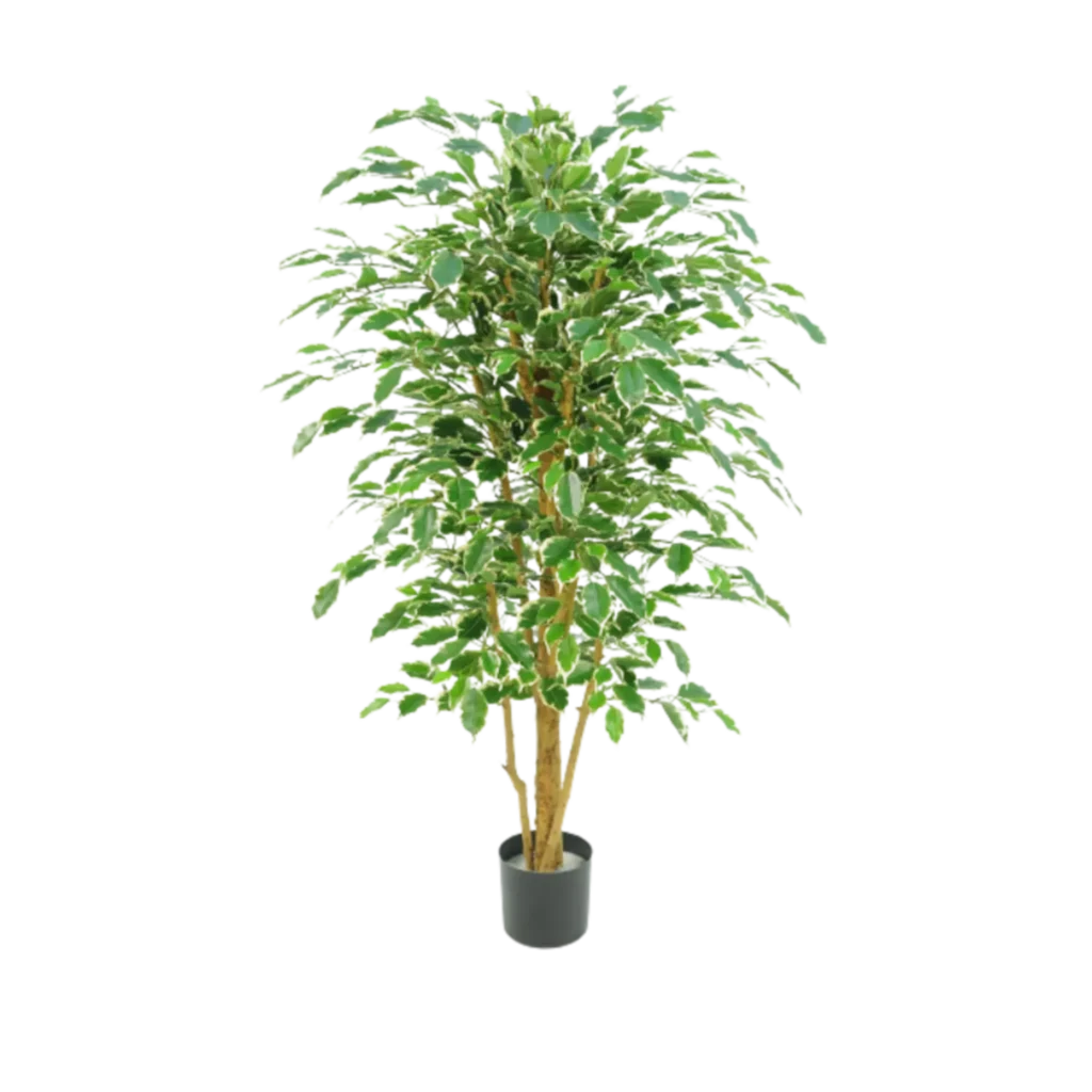 Kunstig Ficus Benjamina golden green H: 200 cm.