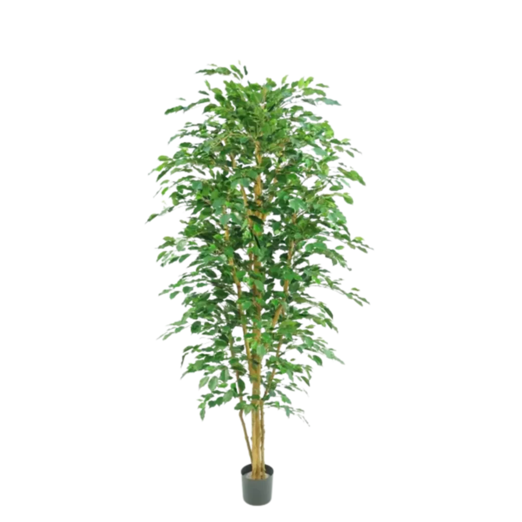 Kunstig Ficus Benjamina H: 230 cm.