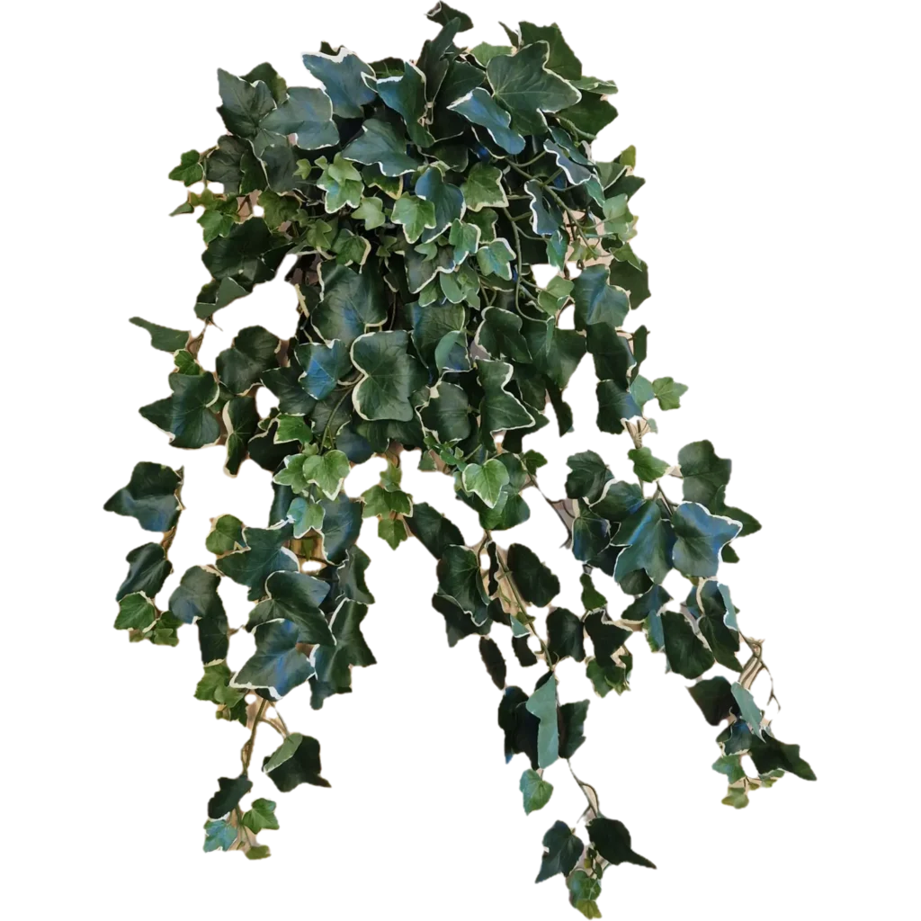 Kunstig Efeu hængeplante L: 75 cm.