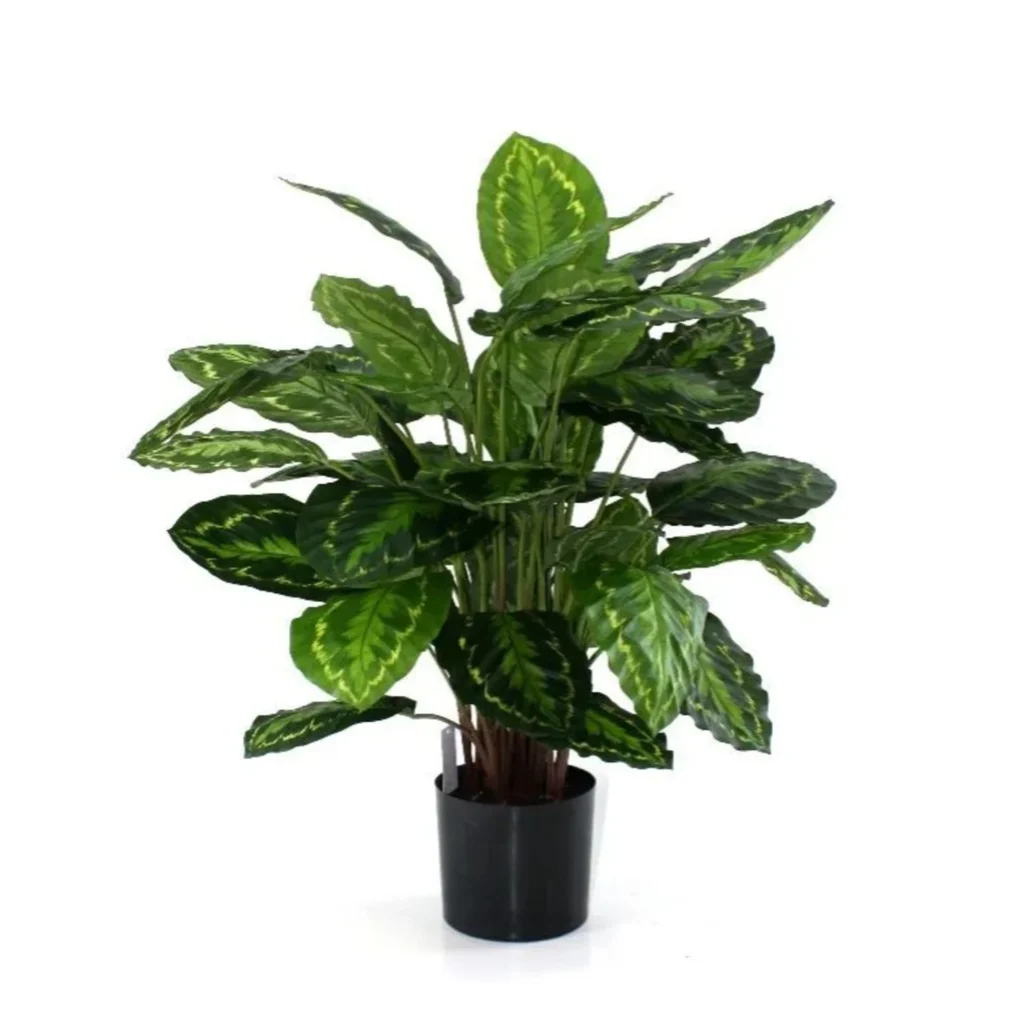 Kunstig Calathea H: 80 cm.