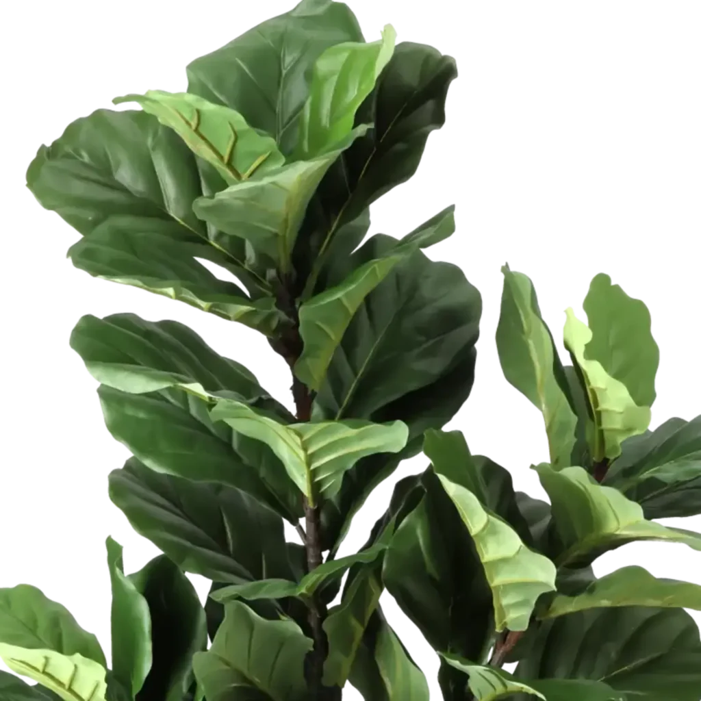 Closeup af Kunstig Ficus Lyrata FR H: 130 cm.