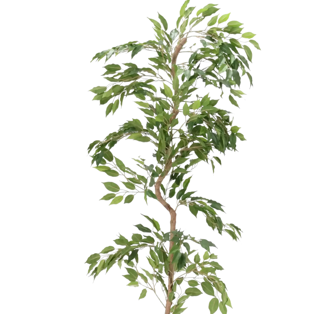Closeup af Kunstig Jade Ficus vine L: 180 cm.