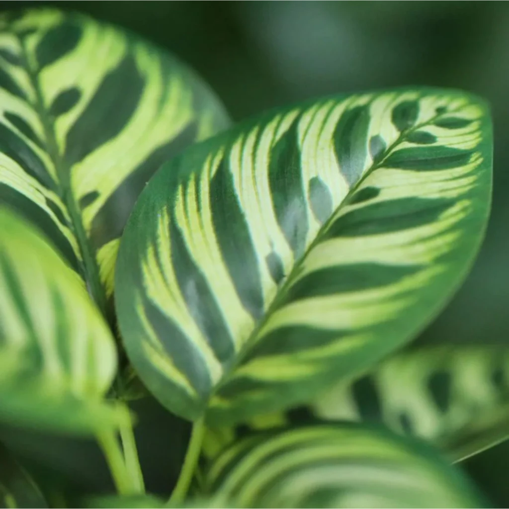 Kunstig Calathea H: 25 cm.