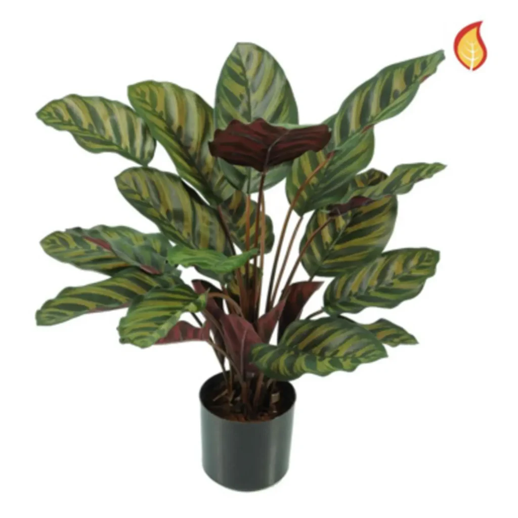 Kunstig Calathea FR H: 58 cm.