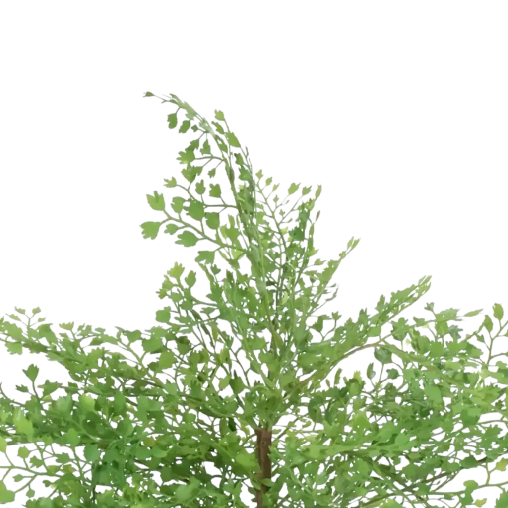 Closeup af Kunstig Adiantum H: 24 cm.