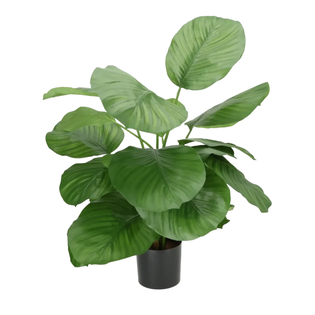 Kunstig Calathea Fasciata H: 72 cm.