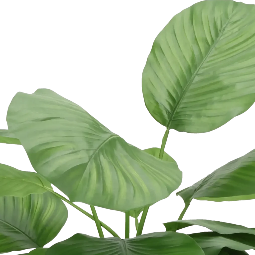 Closeup af Kunstig Calathea Fasciata H: 72 cm.
