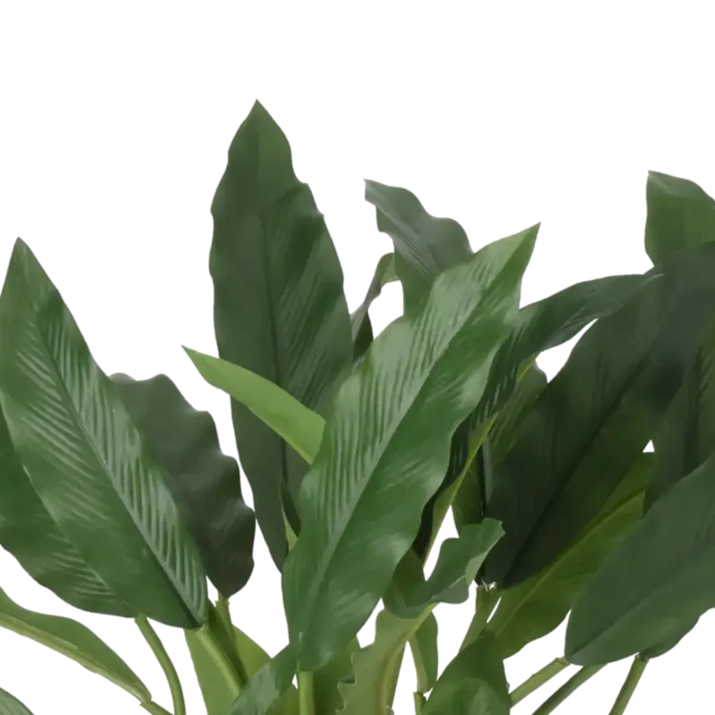 Closeup af Kunstig Calathea H: 35cm.