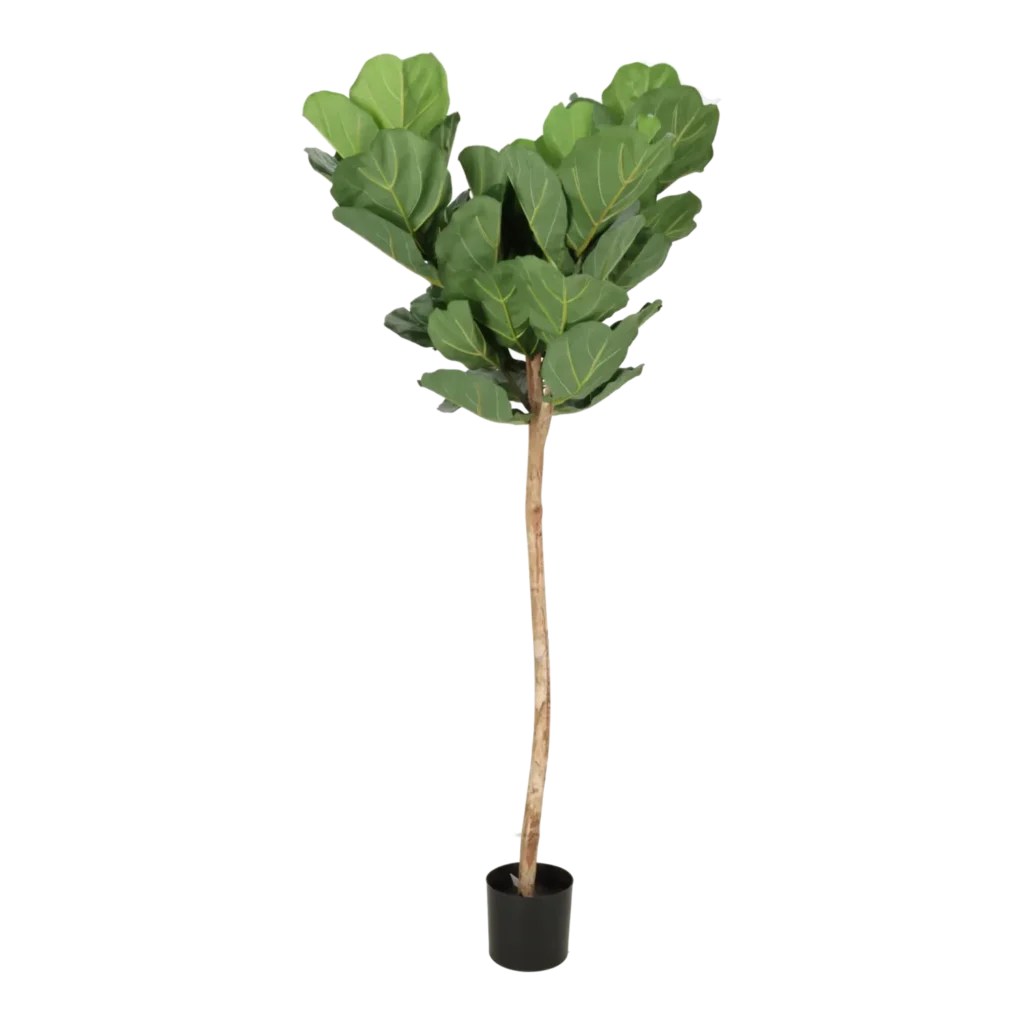 Kunstig Violinfigen opstammet H: 165 cm.