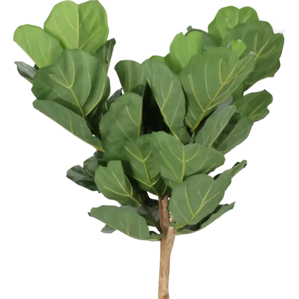 Closeup af Kunstig Ficus Lyrata opstammet H: 165 cm.