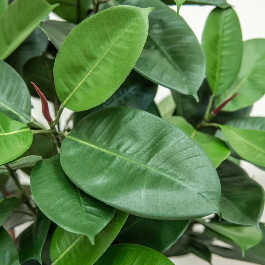 Kunstig Ficus Elastica Robusta FR H:60 cm.