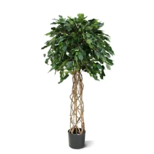 Kunstig Ficus Exotica m. fletstamme H: 150 cm.