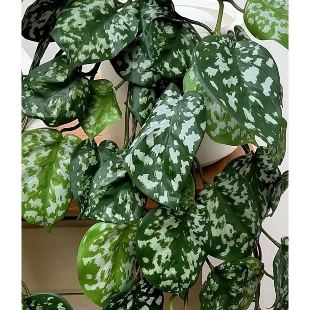 Kunstig Scindapsus FR L: 70 cm.