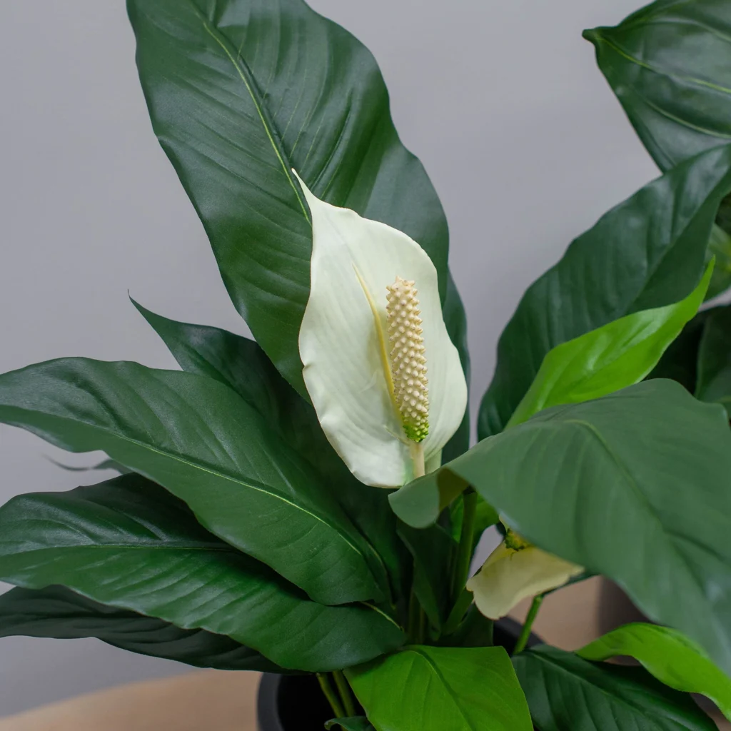 Kunstig Spathiphyllum FR H: 53 cm.