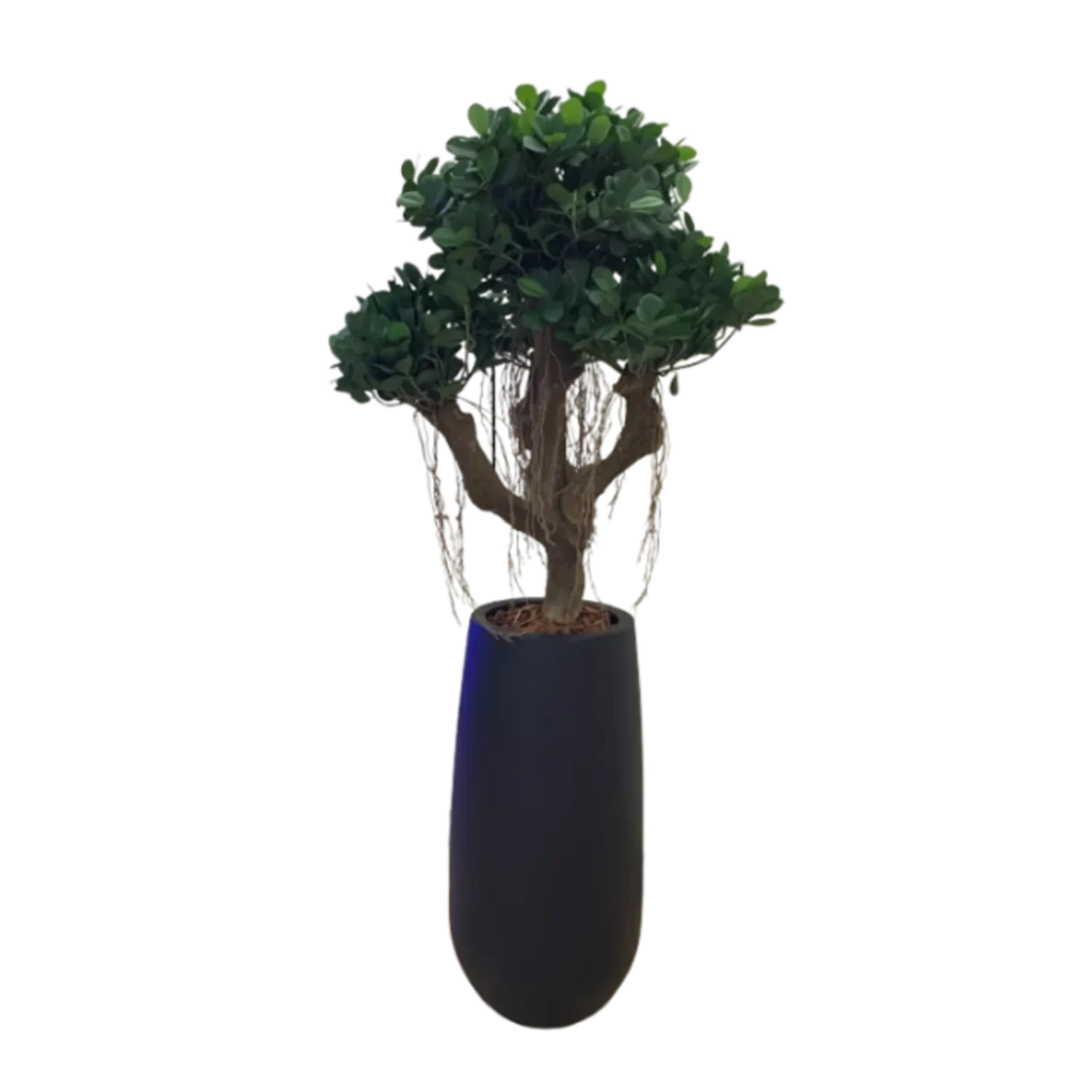 Kunstig Ficus Panda - H: 110 cm.