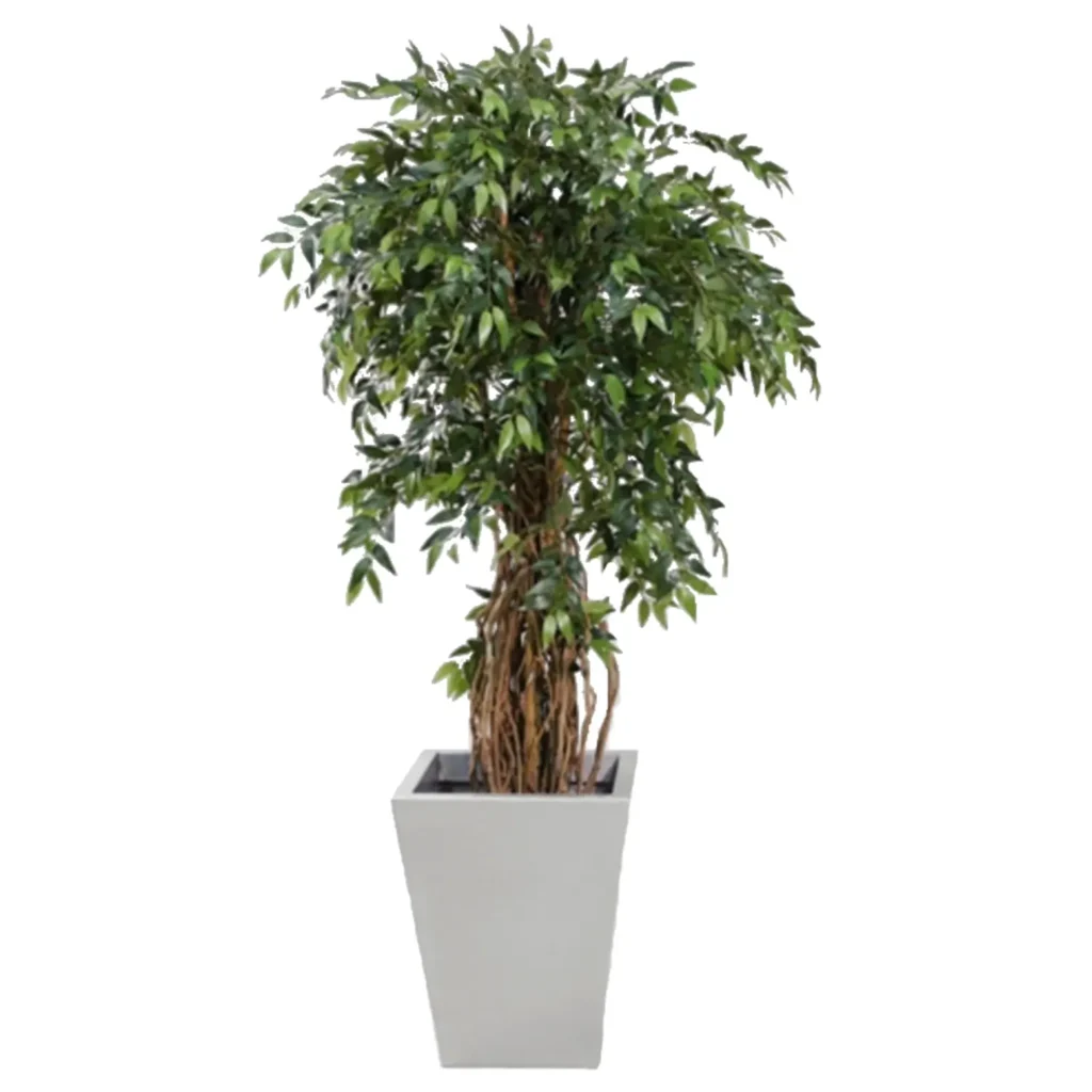 Kunstig Ficus Lian H: 170 cm.
