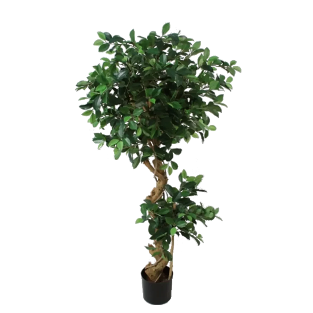 Kunstig Ficus Retusa spiral H: 140 cm.