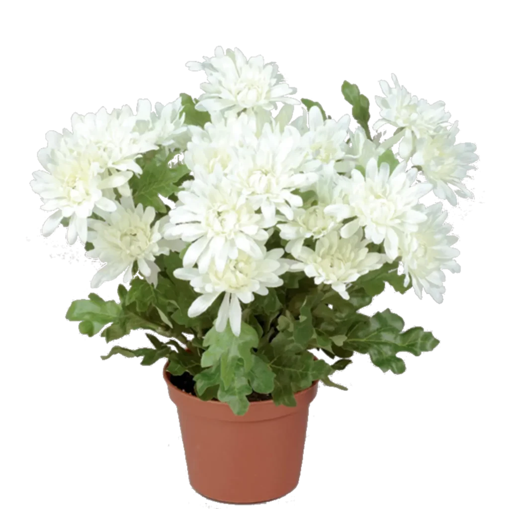 Kunstig krysantemum hvid H: 26 cm.