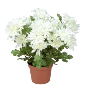 Kunstig krysantemum hvid H: 26 cm.