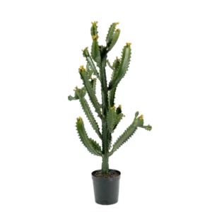 Kunstig Finger Kaktus H: 95 cm.