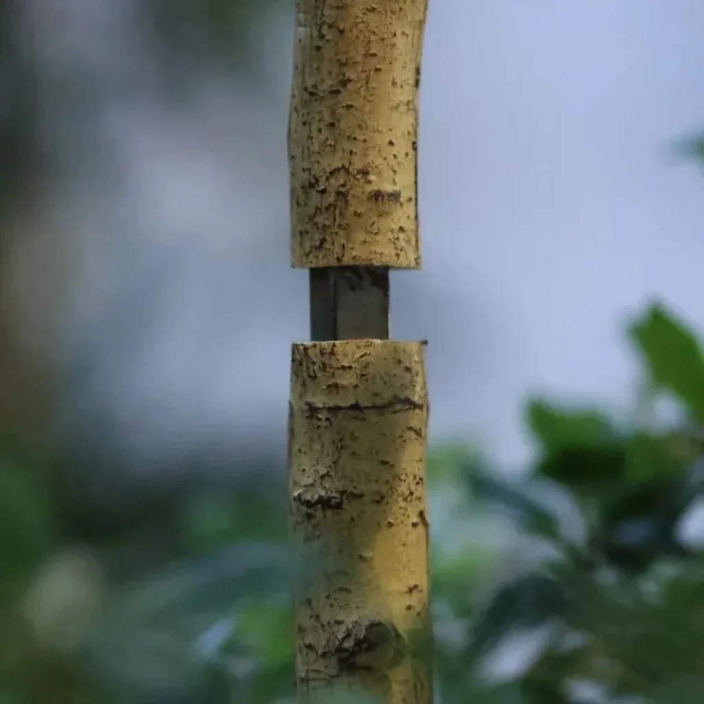 Kunstig Bucida buceras 180 cm.