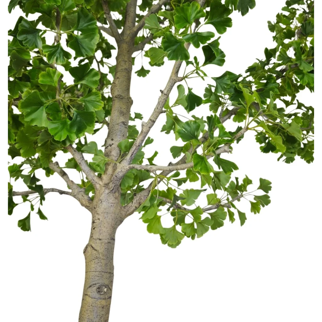 Kunstig Ginkgo biloba 360 cm.