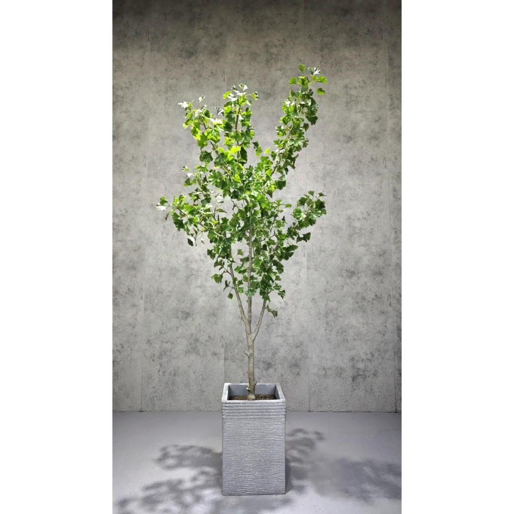 Kunstig Ginkgo biloba 180 cm.