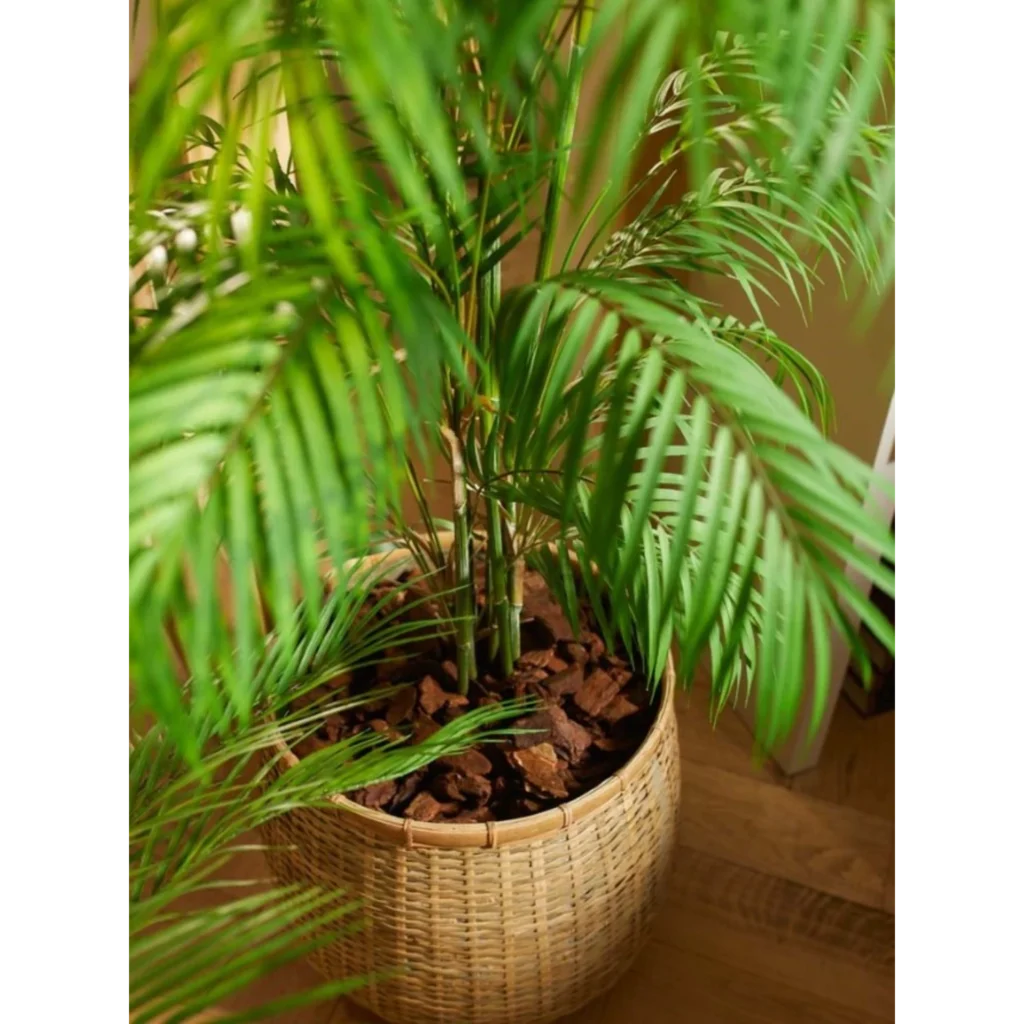 Kunstig Areca 180 cm.