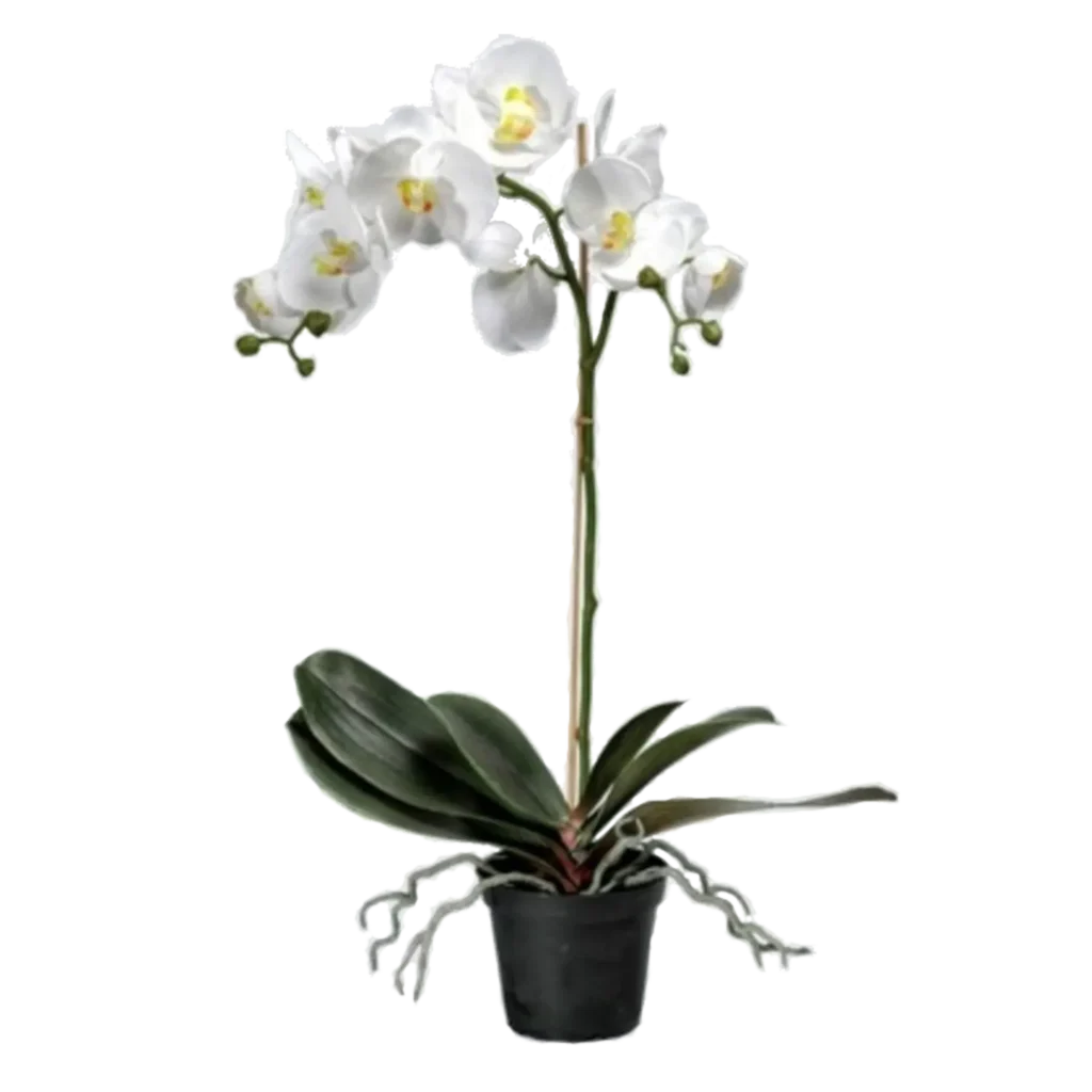 Kunstig orkidé hvid - H: 60 cm.