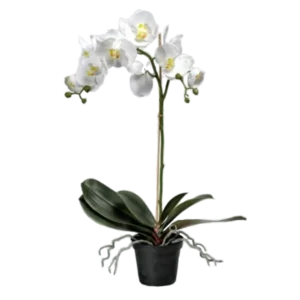 Kunstig orkidé hvid - H: 60 cm.
