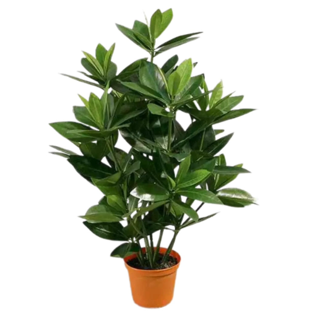 Kunstig sakaki H: 50 cm.