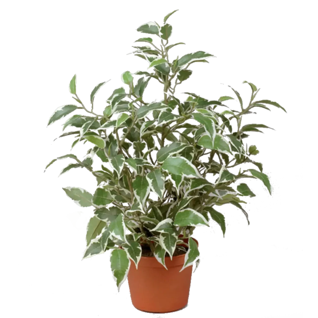 Kunstig Ficus Natasja H: 31 cm.
